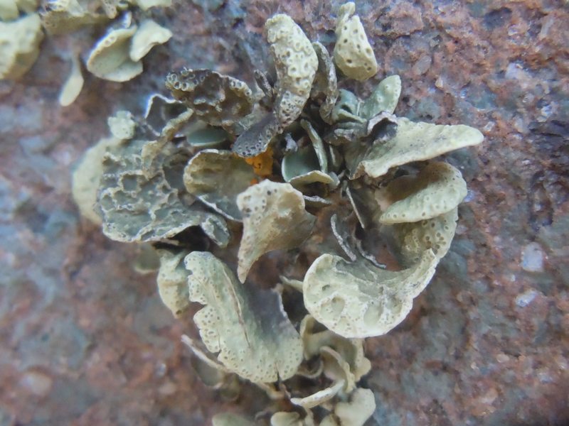 Ramalina 2 dalle falesie  Capo Sandalo